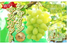 【先行予約】【種なし】上野梨園のシャインマスカット 約1kg【朝採れ】【秀品】 農園直送【上野の葡萄】 / ぶどう フルーツ 果物 くだもの 贈答 お土産 種なし 旬 皮ごと食べる 　美容 ぶどう狩り 巨峰に負けない 爽やかな甘さ 大粒 新鮮 朝採れ 厳選 ※2025年9月上旬より順次発送 [aw077-a005]