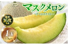 【先行予約】青肉アールスナイト 秀品 1玉（1.5kg以上）【アールス系青肉メロン】《糖度16度程度！1株1果採りで育てる高級メロン！》／ 果物 フルーツ 農家直送 青肉 マスクメロン アールスメロン ギフト 贈答用 ※2026年7月上旬より順次発送予定 [aw028-a016]