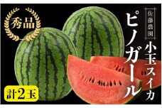 【先行予約】佐藤農園の小玉スイカ ピノガール 2玉（計3kg以上）／福井県 あわら市 フルーツ 夏 果物 西瓜  秀品 農家直送 有機肥料 低農薬 佐藤農園※2026年6月上旬より順次発送予定 [aw069-a008]