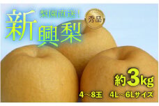【先行予約】上野梨園の新興梨 約3kg 4L～6L【秀品】《数量限定》梨園直送！ / 期間限定 果物 フルーツ 農家直送 シャキシャキ もぎたて 旬 お取り寄せ ※2025年10月上旬より順次発送 [aw077-a008]