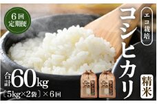 【先行予約】【令和7年産 新米】《定期便6回》エコ栽培コシヒカリ 白米10kg（5kg×2袋）計60kg ／ 鮮度抜群 福井県産 こしひかり ご飯 新鮮 白米 ※2025年10月上旬より準備出来次第発送 [aw063-l004]