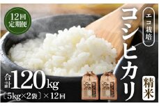 【先行予約】【令和7年産 新米】《定期便12回》エコ栽培コシヒカリ 白米10kg（5kg×2袋）計120kg ／ 鮮度抜群 福井県産 こしひかり ご飯 新鮮 白米 ※2025年10月上旬より準備出来次第発送 [aw063-o003]