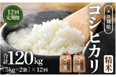 【令和7年産 新米】《定期便12回》エコ栽培コシヒカリ 白米10kg（5kg×2袋）計120kg ／ 鮮度抜群 福井県産 こしひかり ご飯 新鮮 白米 [aw063-o003]