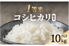 【先行予約】【令和6年産】【一等米】コシヒカリ 精米 10kg ／ 一等米 福井県産 ブランド米 ご飯 白米 お米 コメ 新鮮 新米 ※2024年10月中旬より順次発送 [aw098-a001]