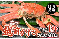 【先行予約】【11月発送限定】茹で越前がに 1杯 750g～900g（大サイズ以上）《新鮮！茹でたてを発送》／ 高級 福井 ブランド ズワイガニ 黄色タグ ボイル 冷蔵 蟹 カニ 期間限定 【最終受付11月25日まで】※2025年11月解禁日～2025年11月下旬に発送予定 [aw002-x003_11]