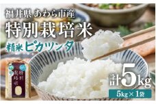 【先行予約】【令和7年産】化学肥料不使用 特別栽培米 ピカツンタ 精米 5kg / 白米 米 福井県あわら市産 美味しい 特別栽培米 減農薬 安心な米 旨味 甘み もっちり 冷蔵保管米 ※2025年9月下旬より順次発送 [aw010-a010]