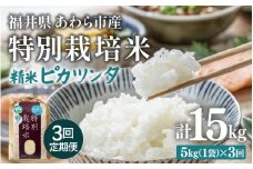 【令和7年産】定期便 ≪3ヶ月連続お届け≫ 化学肥料不使用 特別栽培米 ピカツンタ 精米 5kg × 3回（合計15kg） / 白米 米 福井県あわら市産 美味しい 特別栽培米 減農薬 安心な米 旨味 甘み もっちり 冷蔵保管米 [aw010-c004]
