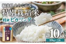 【先行予約】【令和7年産】化学肥料不使用 特別栽培米 ピカツンタ 精米 10kg×1袋 / 白米 米 福井県あわら市産 美味しい 特別栽培米 減農薬 安心な米 旨味 甘み もっちり 冷蔵保管米 ※2025年9月下旬より順次発送 [aw010-b004]