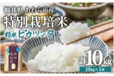 【先行予約】【令和7年産】化学肥料不使用 特別栽培米 ピカツンタ 精米 10kg×1袋 / 白米 米 福井県あわら市産 美味しい 特別栽培米 減農薬 安心な米 旨味 甘み もっちり 冷蔵保管米 ※2025年9月下旬より順次発送 [aw010-b004]