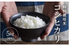 【先行予約】【令和7年産】 特別栽培米 コシヒカリ 精米 5kg×1袋（計5kg） ／福井県産 ブランド米 コシヒカリ ご飯 白米 新鮮 特別栽培米 【2025年9月下旬より順次発送予定】 [aw121-a002]