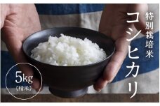 【先行予約】【令和7年産】 特別栽培米 コシヒカリ 精米 5kg×1袋（計5kg） ／福井県産 ブランド米 コシヒカリ ご飯 白米 新鮮 特別栽培米 【2025年9月下旬より順次発送予定】 [aw121-a002]