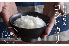 【先行予約】【令和7年産】 特別栽培米 コシヒカリ 精米 10kg×1袋（計10kg） ／福井県産 ブランド米 コシヒカリ ご飯 白米 新鮮 特別栽培米 【2025年9月下旬より順次発送予定】 [aw121-b003]