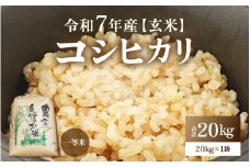【先行予約】【令和7年産・新米】コシヒカリ 玄米 20kg / 米 こしひかり コシヒカリ 福井県 新米 一等米 玄米 あわら市 福井県 コスパ ※2025年9月下旬より順次発送予定 [aw096-d001]