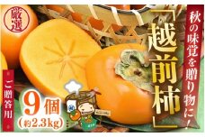 【先行予約】秋の味覚を贈り物に！厳選「越前柿」大玉 9個（ご贈答用） ／ 果物 フルーツ かき 種なし  産地直送 期間限定 ※2025年10月下旬以降順次発送 [aw031-a005]
