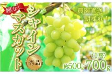【先行予約】【種なし】上野梨園のシャインマスカット　1房　約500～700ｇ【秀品】 農園直送【上野の葡萄】 / ぶどう フルーツ 果物 くだもの 贈答 お土産 種なし 旬 皮ごと食べる 　美容 ぶどう狩り 巨峰に負けない 爽やかな甘さ 大粒 新鮮 朝採れ 厳選 ※2025年9月上旬より順次発送 [aw077-a010]