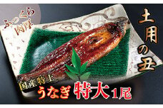国産！特上うなぎのかば焼き 約250g × 1尾