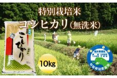 先行予約【令和6年度産】特別栽培米コシヒカリ（無洗米）10㎏　ビニール袋入り