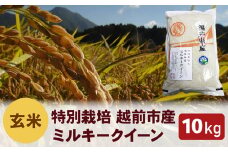 【令和6年度新米 玄米】特別栽培 越前市産ミルキークイーン 10kg