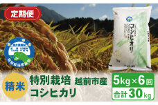 【定期便6回】（令和6年度新米 精米）特別栽培 越前市産コシヒカリ 5kg×6回