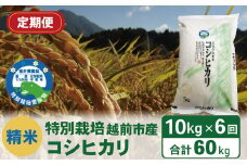 【定期便6回】（令和6年度新米 精米）特別栽培 越前市産コシヒカリ 10kg×6回