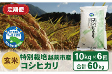 【定期便6回】（令和6年度新米 玄米）特別栽培 越前市産コシヒカリ  10kg×6回