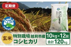 【定期便12回】（令和6年度新米 玄米）特別栽培 越前市産コシヒカリ  10kg×12回