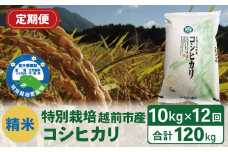 【定期便12回】（令和6年度新米 精米）特別栽培 越前市産コシヒカリ 10kg×12回