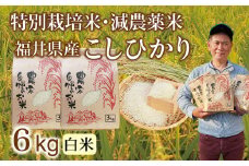 〈先行予約・新米〉減農薬米 こしひかり  6kg(3kg×2袋)／令和7年 福井県産 （白米）2025年10月発送 人気品種 少量サイズ便利