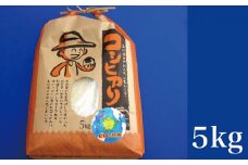 こしひかり 白米 ピロール健康米 5kg（福井県越前市産）