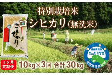 〈先行予約・令和６年度産〉【定期便3回】越前産　特別栽培米　コシヒカリ　（無洗米）10kg　ビニール袋入り