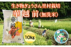 【令和5年度産】生き物ぎょうさん里村栽培 華越前（無洗米）10㎏ ビニール袋入り ※残り僅か