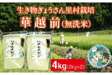 〈先行予約・令和６年度産〉生き物ぎょうさん里村栽培 華越前（無洗米）２㎏×2袋