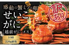 【冷蔵発送】越前がに（メス）「せいこがに」 特大サイズ  訳あり 220g前後 × 10杯