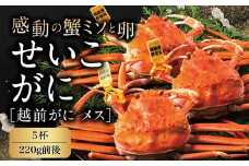 【冷蔵発送】越前がに（メス）「せいこがに」 特大サイズ 220g前後 × 5杯