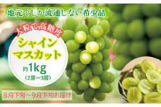 〈2025年 先行予約〉シャインマスカット 約1kg（2房〜3房）【数量限定】福井県越前市産 露地栽培 高糖度