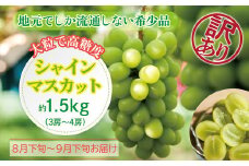 〈2025年 先行予約〉訳あり シャインマスカット約1.5kg（3房〜4房）【数量限定】福井県越前市産 露地栽培 高糖度