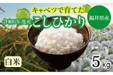 【令和６年度】 福井県産  キャベコシヒカリ 5kg