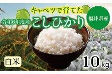 【令和６年度】 福井県産 キャベコシヒカリ 10kg