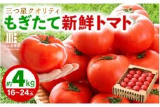 新鮮トマト 1ケース 約4㎏ (16～24玉入) ～三つ星クオリティ☆坂井の大自然が育てた、もぎたて新鮮トマト～【とまと トマト 野菜 生野菜 新鮮 リコピン ビタミン ダイエット 美容 美肌 産地直送 国産】 [A-2606]