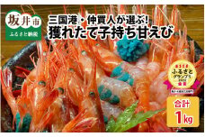 三国港・仲買人が選ぶ とれたて「やまに」の子持ち甘えび 約1kg [A-4338]
