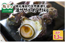 地元海女の天然素潜り 活サザエ 約1.3kg [A-4303]