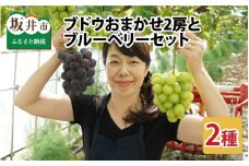 【先行予約】 減農薬にこだわった新鮮で安心な川合農園のブドウ おまかせ2房 と ブルーベリーセット 【2025年7月以降順次発送予定】 【ブドウ ぶどう ブルーベリー 果物 くだもの 果実 フルーツ 旬 新鮮 減農薬 セット 詰め合わせ 国産 冷蔵】 [A-7551]
