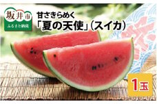 【先行予約】甘さきらめく「夏の天使」スイカ1玉 【2025年7月中旬以降順次発送予定】【スイカ 西瓜 すいか 大玉スイカ デザート 果物 くだもの 夏 ジューシー 高糖度 お取り寄せ グルメ 産地直送】 [A-1005]