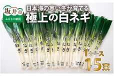 【先行予約】 日本海の寒い冬が育てる、極上の白ネギ １ケース（15束）【2025年9月下旬以降順次発送予定】 【長ねぎ 長ネギ 白ネギ 白ねぎ ネギ ねぎ 葱 白葱 野菜 鍋 冬野菜 箱売り 厳選 国産】 [A-2605]