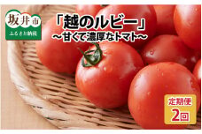 【先行予約】「越のルビー」 1.8kg 2回お届け！(計3.6kg)　～甘くて濃厚なトマトをお届けします～【発送期日：6月中旬～6月下旬,9月中旬～9月下旬】[A-1181]