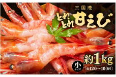 三国港のとれとれ甘えび（冷凍） 約1kg × 1箱（小サイズ：約120～160匹）【甘エビ 海老 えび エビ アマエビ あまえび 甘海老 殻付き 有頭 小さめ 生食 刺身 冷凍 急速冷凍 魚介類 魚貝類 産地直送 国産 三国 人気】 [A-4358]