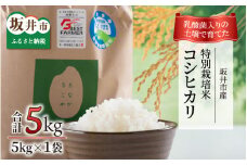 【先行予約】【令和7年産・新米】乳酸菌入りの土壌で育てた福井県 坂井町産 特別栽培米コシヒカリ 5kg（白米）【2025年9月中旬以降順次発送予定】 [A-4836_01]
