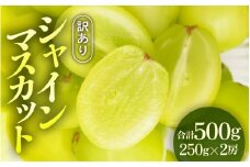 【先行予約】【訳あり】シャインマスカット 約250g×2房 【2025年8月中旬以降順次発送予定】[A-3229]