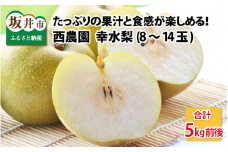 幸水梨 5kg前後 (8～14個) たっぷりの果汁を含んだジューシーな梨！【梨 幸水梨 なし フルーツ 甘い みずみずしい 果実 果物 新鮮 お土産 贈り物 旬の果物 冷蔵】 [A-15005]
