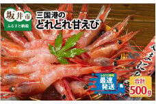 三国港のとれとれ甘えび 500g[A-4345]